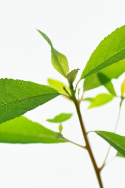 beyaz arkaplanda yeşil yapraklar izole