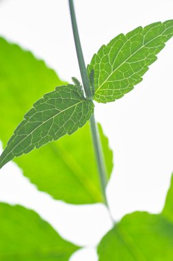 beyaz arkaplanda yeşil yapraklar izole