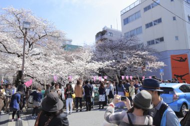 Japonya 'da çiçek açan pembe kiraz ağaçları arasında yürüyen bir grup turist.
