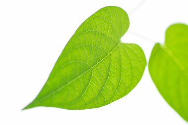beyaz arkaplanda yeşil yapraklar izole