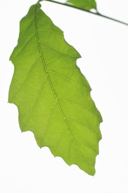 beyaz arkaplanda yeşil yapraklar izole