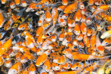 Koi balıkları havuzda