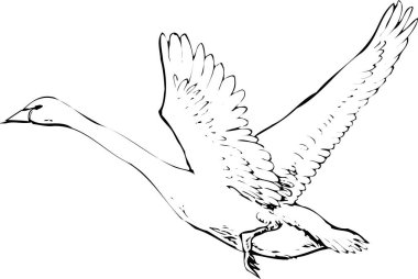 Beyaz arkaplanda izole edilmiş uçan kuğunun gösterimi