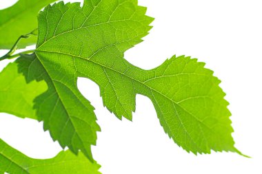 beyaz arkaplanda yeşil yapraklar izole