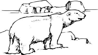 Bir karikatür kutup ayısının çizimi 