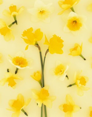 Güzel çiçekler, yakın görüş, çiçek konsepti