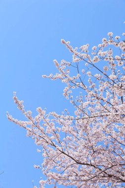 Bahçedeki güzel pembe sakura çiçekleri