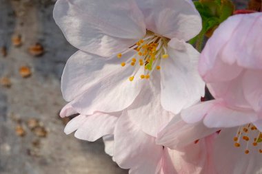 Bahçedeki güzel pembe sakura çiçekleri