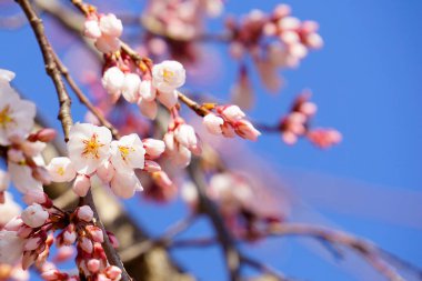 Bahçedeki güzel pembe sakura çiçekleri