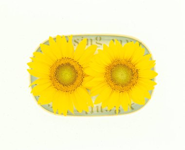 Beyaz arka plan üzerinde izole ayçiçeği