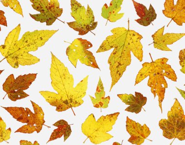 Beyaz arkaplanda sonbahar yaprakları.