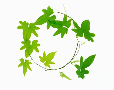 Beyaz arkaplanda izole edilmiş taze yeşil yaprak