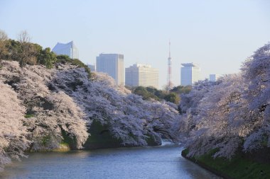 Bahçedeki güzel pembe sakura çiçekleri