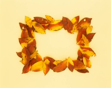 farklı renkte sonbahar yaprakları