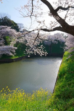 Japonya 'da kiraz çiçeği zamanı