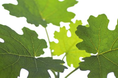 beyaz arkaplanda yeşil yapraklar izole