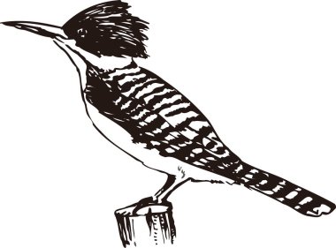 Beyaz arkaplanda izole edilmiş kuşun gösterimi