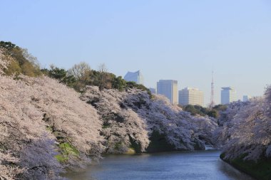 Bahçedeki güzel pembe sakura çiçekleri