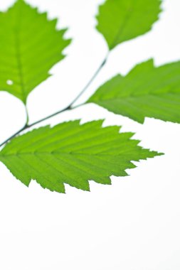 beyaz arkaplanda yeşil yapraklar izole