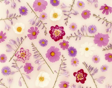 Güzel çiçekler, yakın görüş, çiçek konsepti