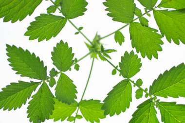 beyaz arkaplanda yeşil yapraklar izole