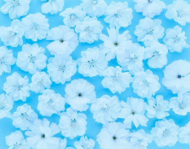 Mavi arkaplanda beyaz çiçekler