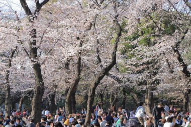 Japonya 'da kiraz çiçeği zamanı