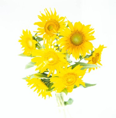 Güzel çiçekler, yakın görüş, çiçek konsepti