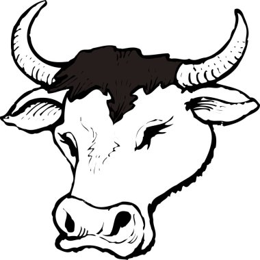 Boğa başlı web çizimi