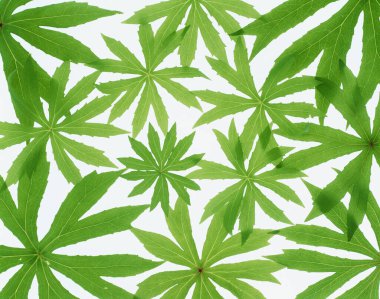 beyaz arkaplanda yeşil yapraklar