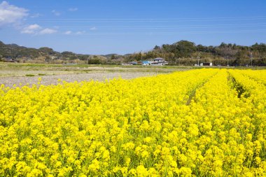 Parlak mavi gökyüzünün altındaki sarı çiçek tarlası.
