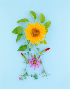 Güzel çiçekler, yakın görüş, çiçek konsepti