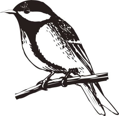 Beyaz arkaplanda izole edilmiş kuşun siyah ve beyaz çizimi