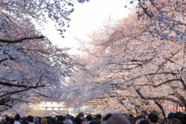 Japonya 'da çiçek açan pembe kiraz ağaçları arasında yürüyen bir grup turist.