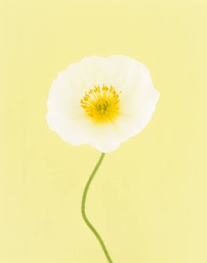 Güzel çiçekler, yakın görüş, çiçek konsepti