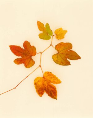 Sonbahar yaprakları, sonbahar bitkileri