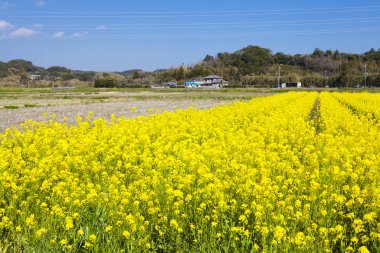 Arkasında sarı çiçekler ve binalar olan güzel bir manzara.