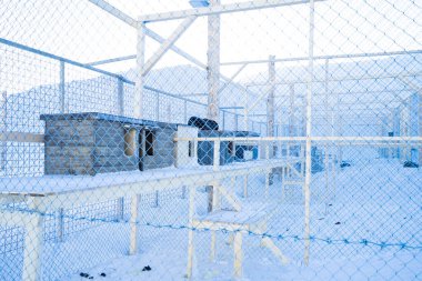 Beyaz karla çevrili boş bir hayvan.