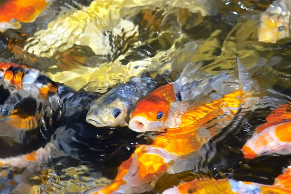 Carp Fish Water — Stock Photo, Image