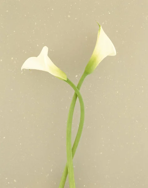 white calla lily flowers, on a gray background.