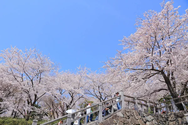 Belas Flores Sakura Rosa Jardim — Fotografia de Stock
