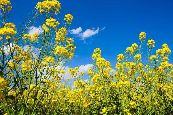 Поле Желтого Рапса Голубого Неба — стоковое фото