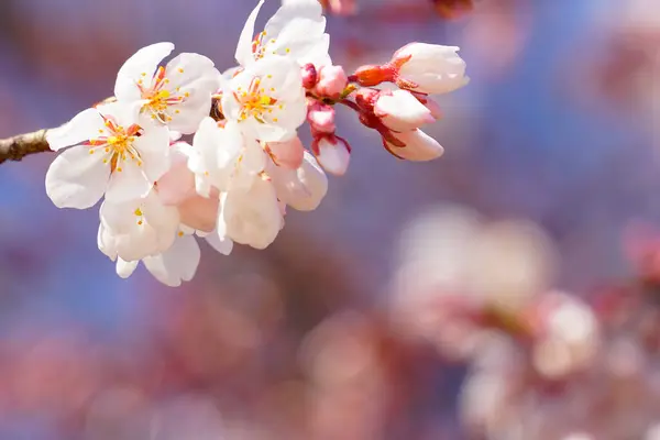 Красиві Рожеві Квіти Сакури Саду — стокове фото