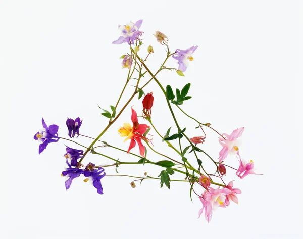 Квітка Рослини — стокове фото