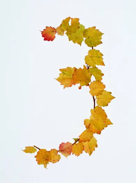 Number Made Autumnal Leaves Isolated White Background — Stock Photo, Image