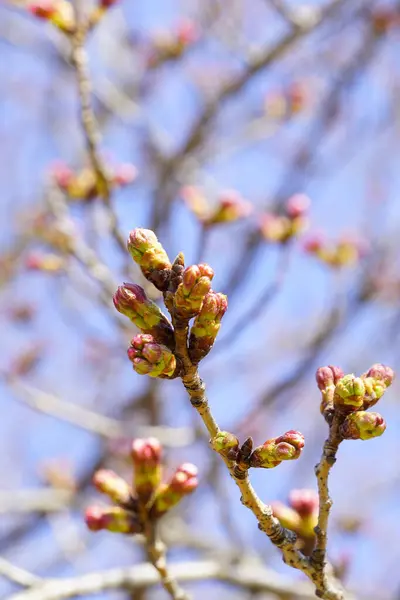 Belas Árvores Flores Sakura Rosa Jardim — Fotografia de Stock