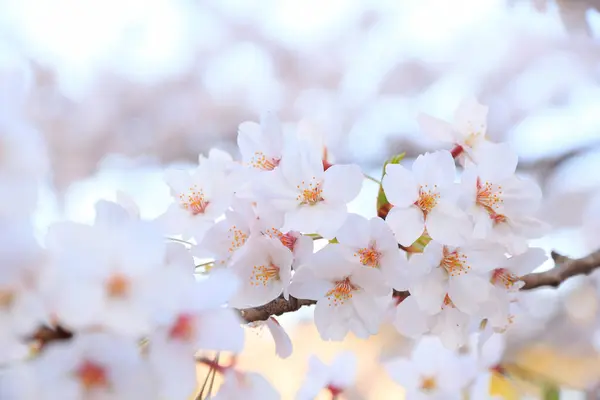 Hermosos Árboles Flores Sakura Rosa Jardín —  Fotos de Stock