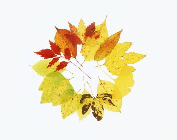 Podzimní Zázemí Listů Podzimní Období — Stock fotografie