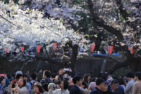 Kwiat Wiśni Czas Japonii — Zdjęcie stockowe