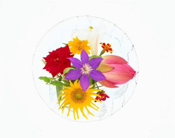 Красиві Квіти Крупним Планом Квіткова Концепція — стокове фото